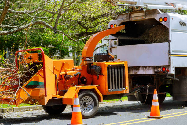 Best Tree Risk Assessment  in Lester Prairie, MN