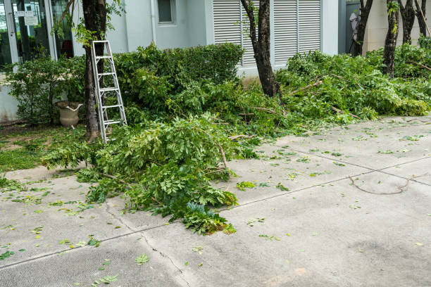 How Our Tree Care Process Works  in  Lester Prairie, MN